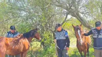 Tres caballos desaparecieron del campo: la policía encontró a dos, pero hay algo que no cierra