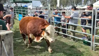 Choele Choel: los toros que se llevaron los mejores precios y el monto total que sorprendió