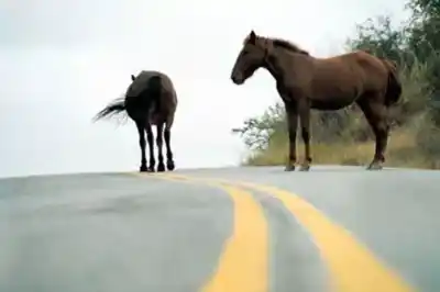 Faenaban caballos en Comodoro y la Fiscalía lanzó un aviso urgente