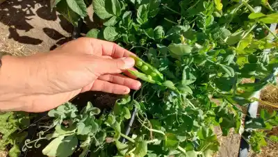 En la estepa patagónica cultivan lechuga y tomate: el secreto está bajo tierra y en una cámara lateral