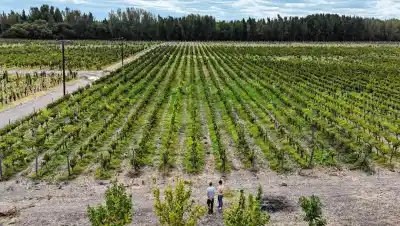 El vino rionegrino que se vende más caro que cualquier otro de Argentina (y no es el Malbec)
