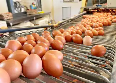 Tierra del Fuego quiere ponerle un sello propio a sus huevos: la letra chica del plan