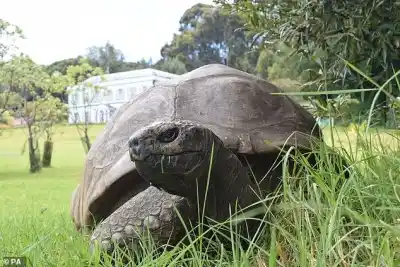 Una noticia falsa sobre un animal histórico desató un caos digital con un objetivo oculto