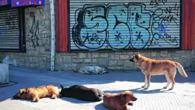 Tienen la vacuna al alcance, pero no la usan: el dato que enciende las alarmas en Bariloche
