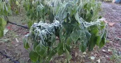 El frío les jugó una mala pasada a los productores: hay zonas con pérdidas totales