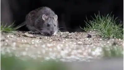 El mapa de la leptospirosis en Santa Fe: el departamento que nadie mira y ya tiene 15 casos