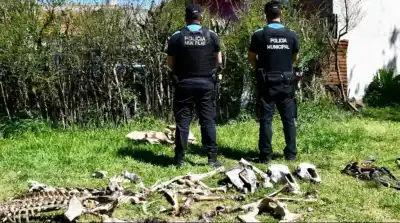 Vendían carne de caballos de polo robados en Moreno: lo que encontraron en los allanamientos
