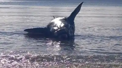 Apareció flotando en una playa céntrica de Madryn: lo que sospechan los expertos