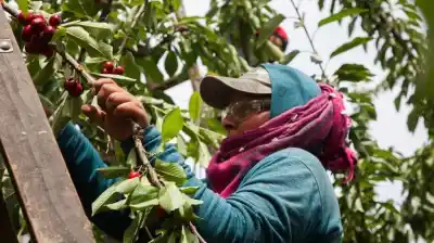 ¿Cuánto recibirán los trabajadores rurales sin empleo?