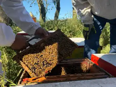 En Buena Esperanza, los estudiantes de la técnica aprenden con abejas y vacas de verdad