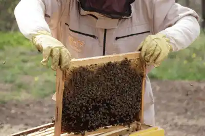 La apicultura de San Luis tiene fechas confirmadas: el dato que muchos productores esperaban
