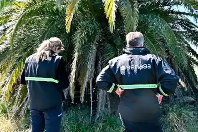 Entraron a revisar una palmera en Gualeguaychú y lo que encontraron cambió todo el operativo