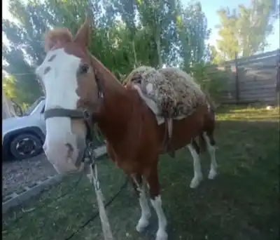 Vecinos y amigos despiden a "Pampa": el caballo faenado en barrio Palazzo
