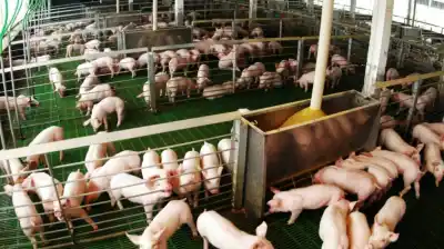 El asado y el pollo ya tienen un rival que no para de crecer en la mesa argentina