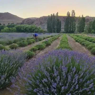 El rincón de Río Negro que desembarcó en la FIT con sabores y paisajes junto al Limay