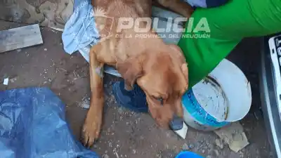 Vecinos escuchaban aullidos y no dieron abasto: lo que encontraron en el patio de una casa de Zapala