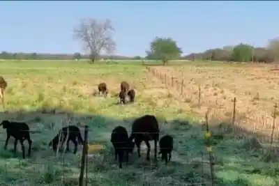 Tenía ovejas "cara negra" y un problema que la desesperaba: lo que descubrió cambió todo en su campo