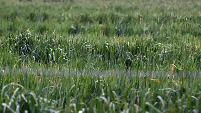 Río Negro apuesta a 100.000 hectáreas bajo riego, pero hay un detalle que lo cambia todo