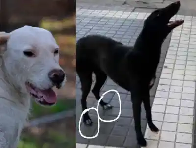 Rescataron a dos perras del maltrato, pero alguien entró al refugio y se las llevó