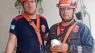 Rescataron a un gatito atrapado en una canaleta y el final no fue el esperado