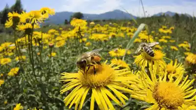 Dos ataques de abejas en Misiones: uno de los hombres sigue en terapia intensiva