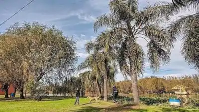 La plaga que puso en alerta a Entre Ríos: revisaron 480 sitios y una palmera encendió todas las sospechas