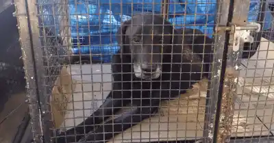 Vecinos alertaron sobre un perro herido y lo que encontraron en la vivienda desató una denuncia penal