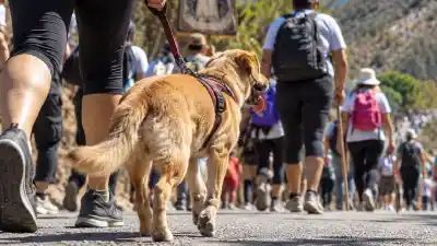 Peregrinación a Río Blanco: el consejo de un veterinario que descoloca a los fieles con mascotas
