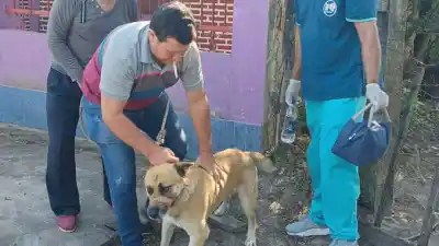 Formosa: dónde vacunar gratis a tu perro o gato este lunes