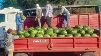 Formosa manda al país 140 toneladas de sandía: el detalle que pocos ven en la foto
