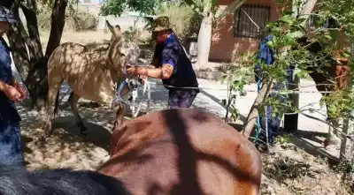 Salta: la Caballería se llevó 49 animales de la calle y hay un detalle que llamó la atención