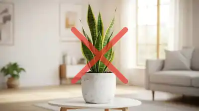 Una planta con hojas gigantes está desplazando a la clásica de interior: ¿cuál es y por qué todos la quieren?