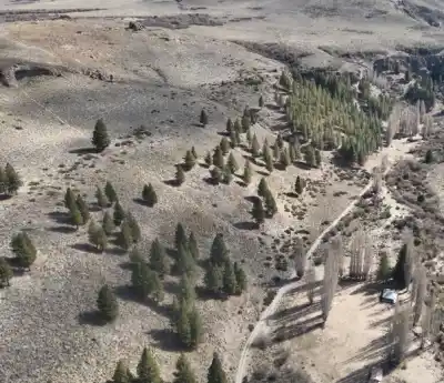 El mapa que reveló algo inesperado sobre los pinos de Bariloche: nadie los plantó