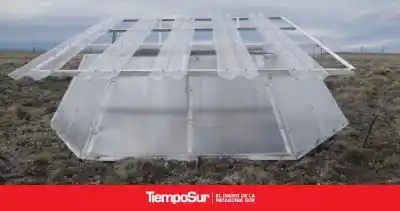 Simularon el clima del 2040 en Santa Cruz y el pasto ya mostró la peor señal: qué pasó con los ovinos