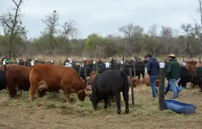 Santiago se prepara para una jornada ganadera clave: el dato que define el futuro de la carne argentina