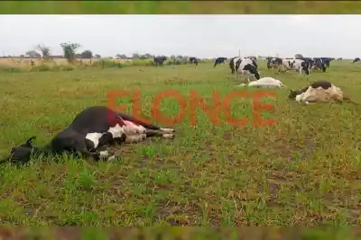 Una tormenta descargó su furia en un campo entrerriano y el saldo dejó a todos sin palabras