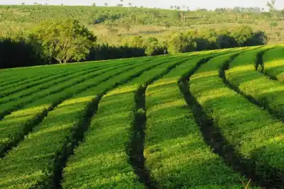 El Niño ya está instalado y pone en alerta a la yerba, el té y los cítricos