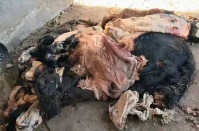 Faenaron cuatro vacas, los atraparon con 480 kilos de carne y ahora los productores estallaron