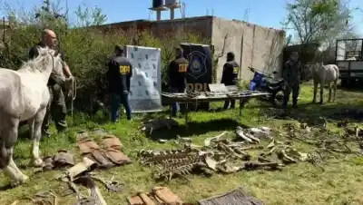 Cortaron el alambrado de un haras, se llevaron cuatro caballos y lo que apareció después los complicó a todos