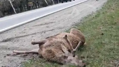 Un ciervo quiso saltar un auto en plena Ruta 40 y terminó debajo de un camión: el insólito desenlace