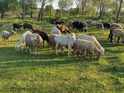 25 productores de San Pedro crían ovejas y cabras: el plan que evalúa el Ministerio