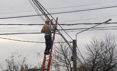 El culpable de un apagón en Santa Rosa y Toay no tiene nombre ni apellido: tiene plumas