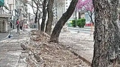 Paraná: los lapachos de calle 25 de Mayo no resisten otra tormenta, según una entidad