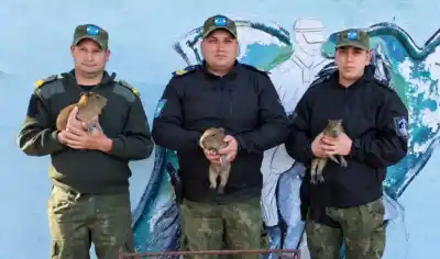 Ofrecían carpinchos bebés por WhatsApp en San Roque: la reacción que nadie esperaba