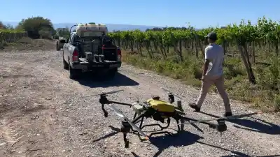 San Juan: la polilla de la vid no da tregua y los productores tienen una fecha límite para actuar