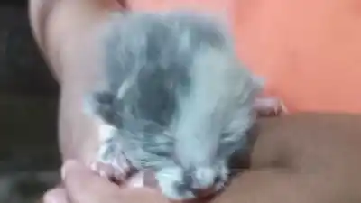 Abandonaron gatitos recién nacidos en un barrio de Jujuy: buscan con urgencia una mamá gata que los amamante