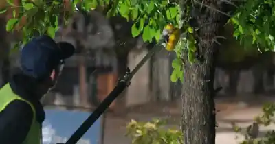 Cerró la temporada de poda en Santa Rosa: tirar las ramas a la calle ahora puede salir caro