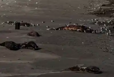 En las costas de Chubut aparecen crías de ballena sin vida y nadie puede explicar por qué
