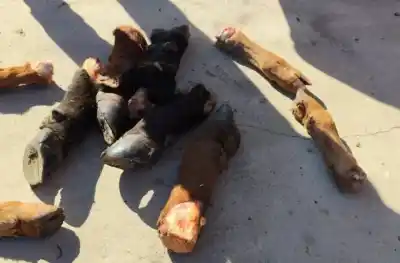 Faenaron cuatro vacas en un campo de Villa Mercedes: qué encontraron y por qué los demorados ya están en la calle