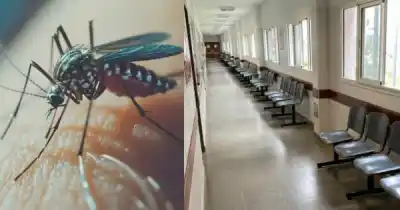 El mosquito que dejó a miles en Salta sin poder moverse: los síntomas que hay que vigilar